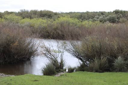 832 hectáreas. Ganadero Agrícola en Flores Uruguay